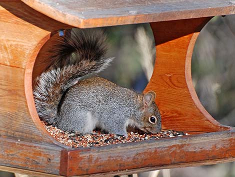 Arizona Gray Squirrel (Sciurus arizonensis)