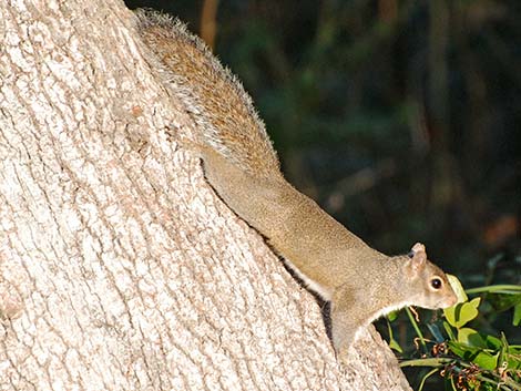 Eastern Gray Squirrel (Sciurus carolinensis)