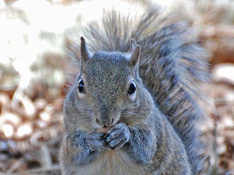 Eastern Gray Squirrel (Sciurus carolinensis)