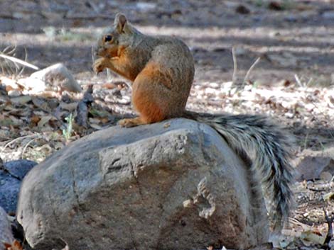 Mexican Fox Squirrel (Sciurus nayaritensis)