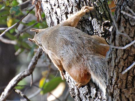 Mexican Fox Squirrel (Sciurus nayaritensis)