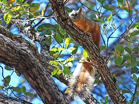 Mexican Fox Squirrel (Sciurus nayaritensis)