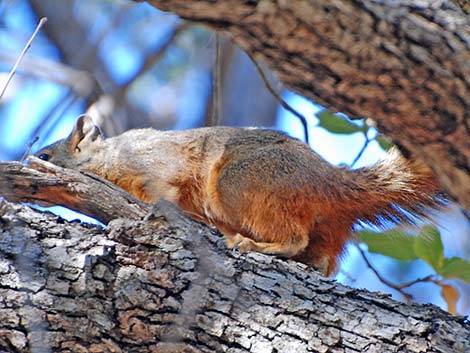 Mexican Fox Squirrel (Sciurus nayaritensis)