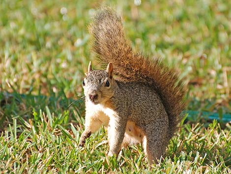 Fox Squirrel (Sciurus niger)