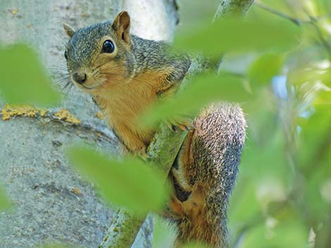 Fox Squirrel (Sciurus niger)