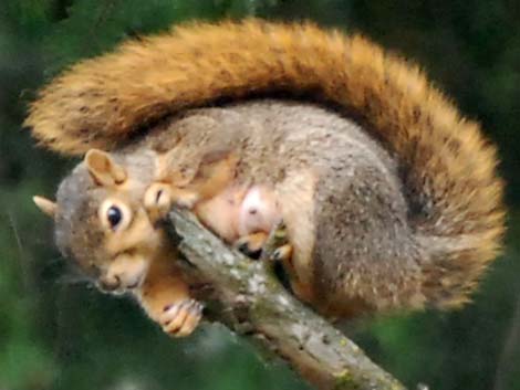 Fox Squirrel (Sciurus niger)