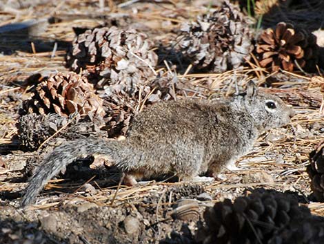 California Ground Squirrel (Otospermophilus beecheyi)