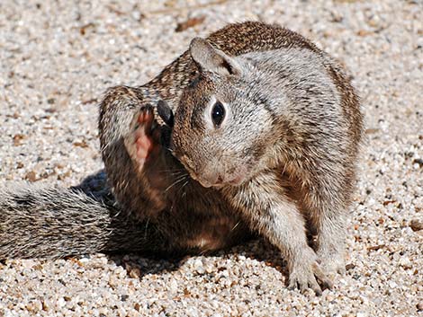 California Ground Squirrel (Otospermophilus beecheyi)