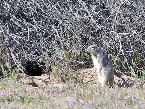 California Ground Squirrel (Otospermophilus beecheyi)