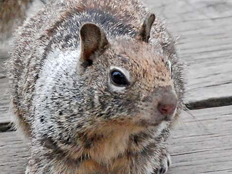 California Ground Squirrel (Otospermophilus beecheyi)