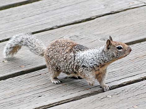 California Ground Squirrel (Otospermophilus beecheyi)