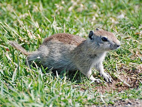 Belding's Ground Squirrel (Urocitellus beldingi)