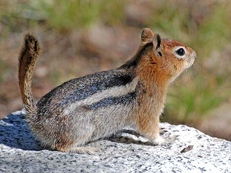 Golden-mantled Ground Squirrel (Callospermophilus lateralis)