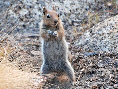 Golden-mantled Ground Squirrel (Callospermophilus lateralis)