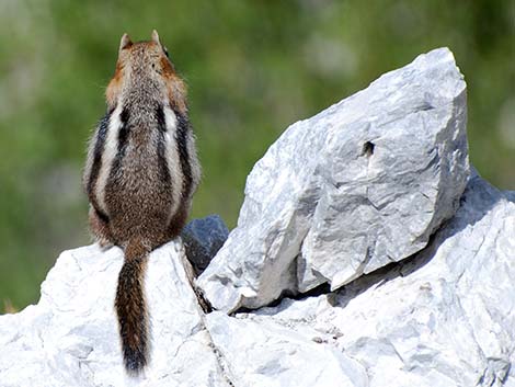 Golden-mantled Ground Squirrel (Callospermophilus lateralis)