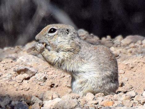 Round-tailed Ground Squirrel (Xerospermophilus tereticaudus)