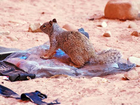 Rock Squirrel (Otospermophilus variegatus)