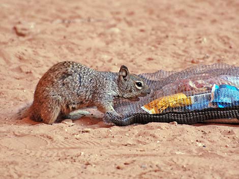 Rock Squirrel (Otospermophilus variegatus)