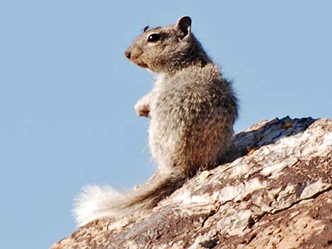 Rock Squirrel (Otospermophilus variegatus)