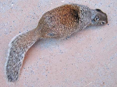 Rock Squirrel (Otospermophilus variegatus)