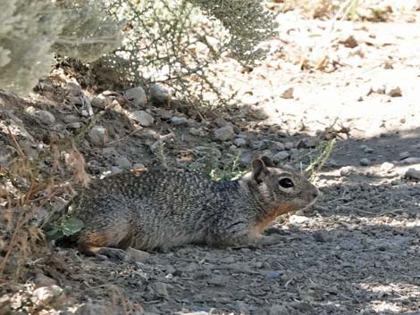 Rock Squirrel (Otospermophilus variegatus)