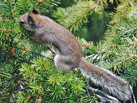 Douglas' Squirrel (Tamiasciurus douglasii)