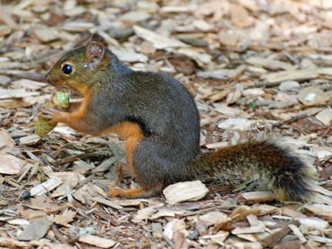 Douglas' Squirrel (Tamiasciurus douglasii)