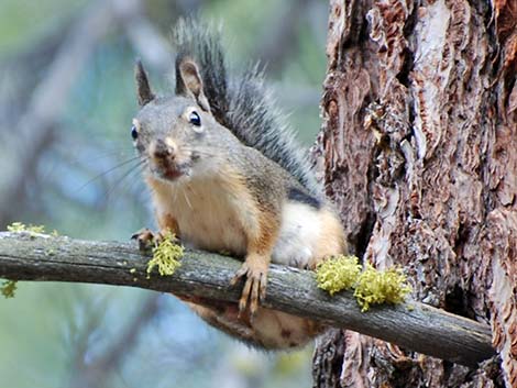 Douglas' Squirrel (Tamiasciurus douglasii)