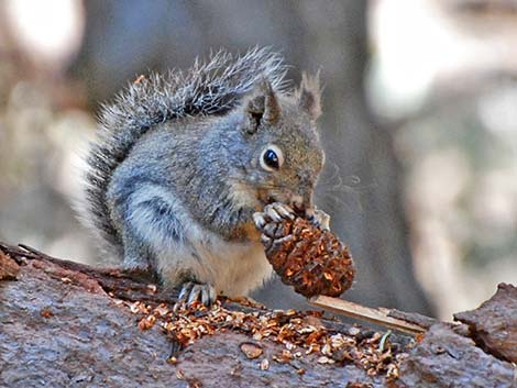 Douglas' Squirrel (Tamiasciurus douglasii)