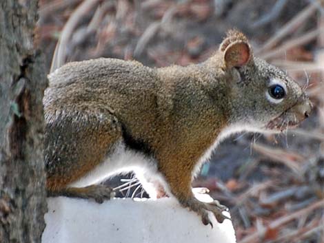 Red Squirrel (Tamiasciurus hudsonicus)