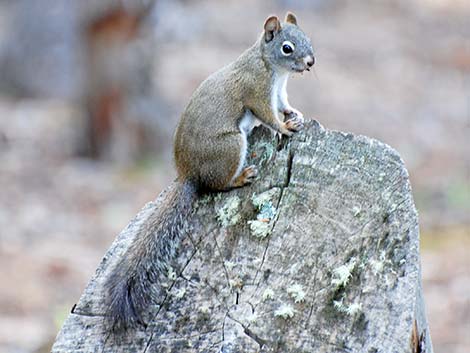 Red Squirrel (Tamiasciurus hudsonicus)