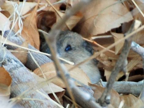 Valley Pocket Gopher (Thomomys bottae)