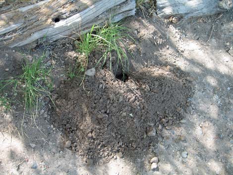 Valley Pocket Gopher (Thomomys bottae)