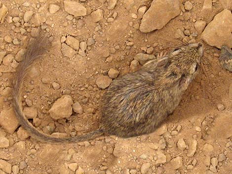 Long-tailed Pocket Mouse (Chaetodipus formosus)