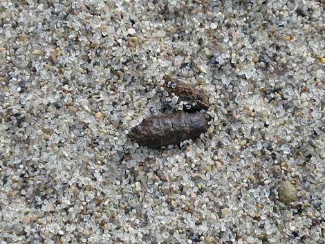 Long-tailed Pocket Mouse (Chaetodipus formosus)