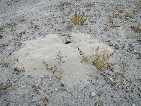 Merriam's Kangaroo Rat (Dipodomys merriami)