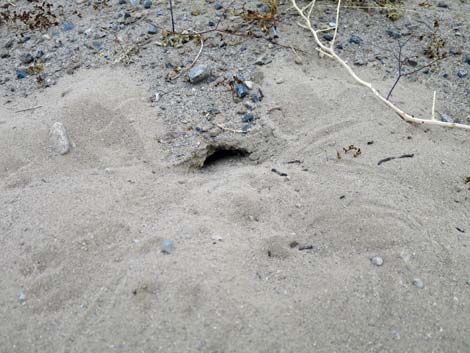 Merriam's Kangaroo Rat (Dipodomys merriami)