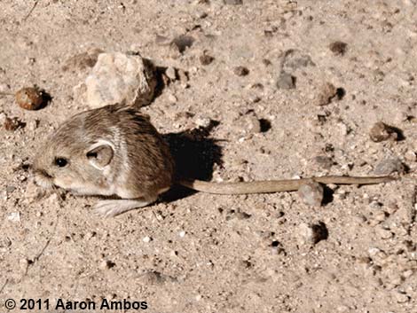 Dark Kangaroo Mouse (Microdipodops megacephalus)