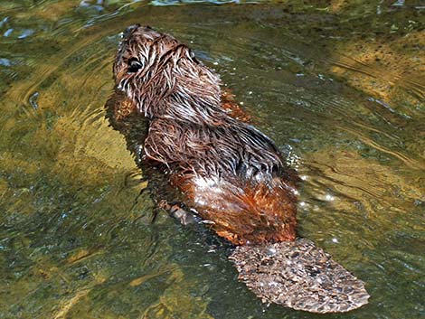 American Beaver (Castor canadensis)