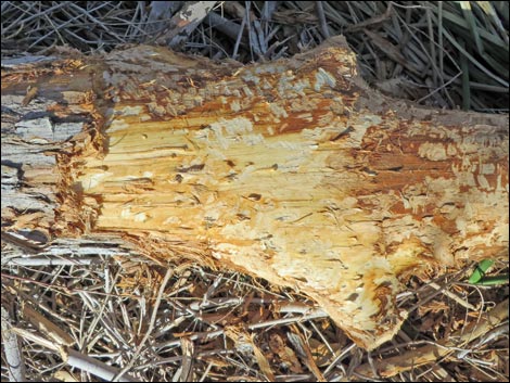 American Beaver (Castor canadensis)