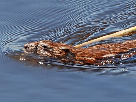 Muskrat (Ondatra zibethicus)