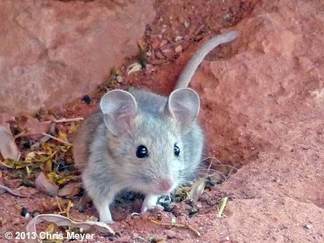 Desert Woodrat (Neotoma lepida)