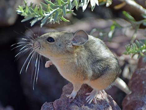 Desert Woodrat (Neotoma lepida)