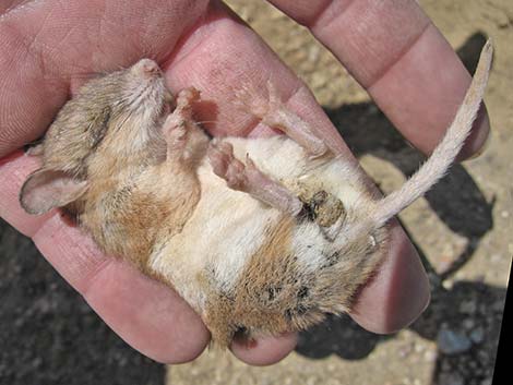 Southern Grasshopper Mouse (Onychomys torridus)