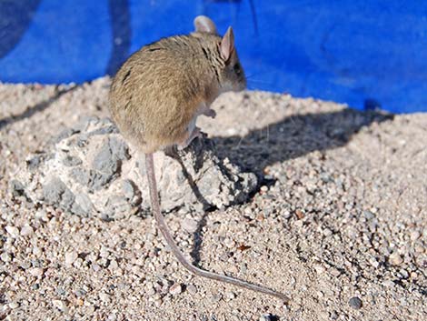 Cactus Mouse (Peromyscus eremicus)