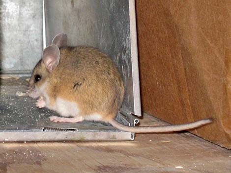 Cactus Deermouse (Peromyscus eremicus)