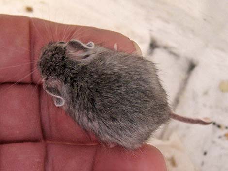 Deer Mouse (Peromyscus maniculatus)