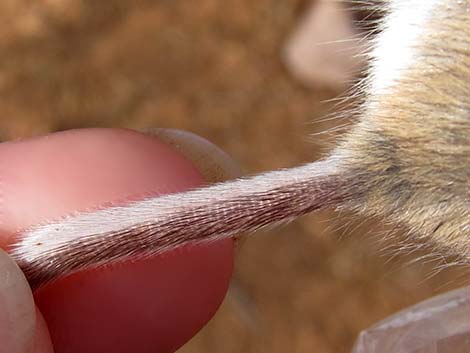 North American Deermouse (Peromyscus maniculatus)