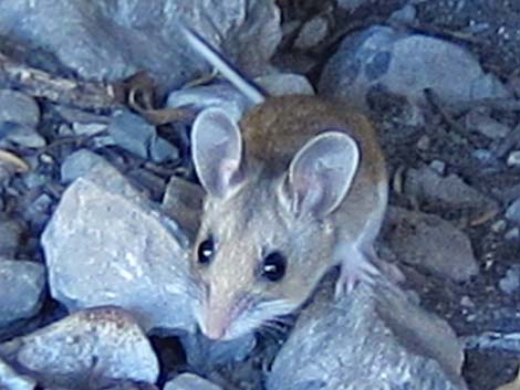 North American Deermouse (Peromyscus maniculatus)