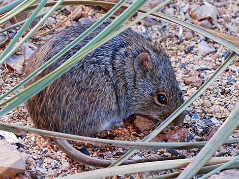 Hispid Cotton Rat (Sigmodon hispidus)